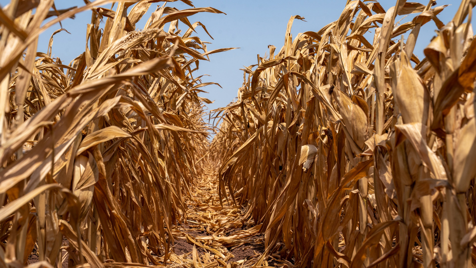 The Financial Impact of Heatwaves on Agriculture & Livestock in Europe